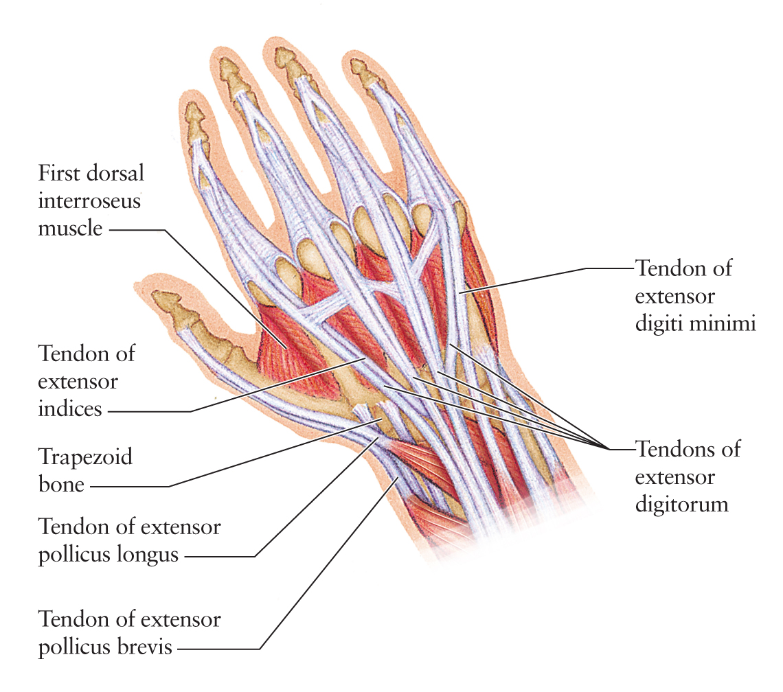 Dorsal Hand Ligaments